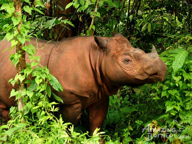 borneo photo safari